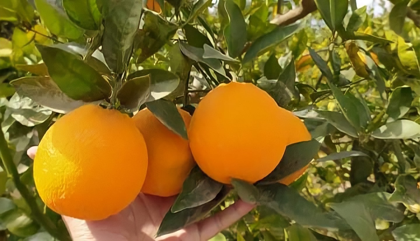 Oranges