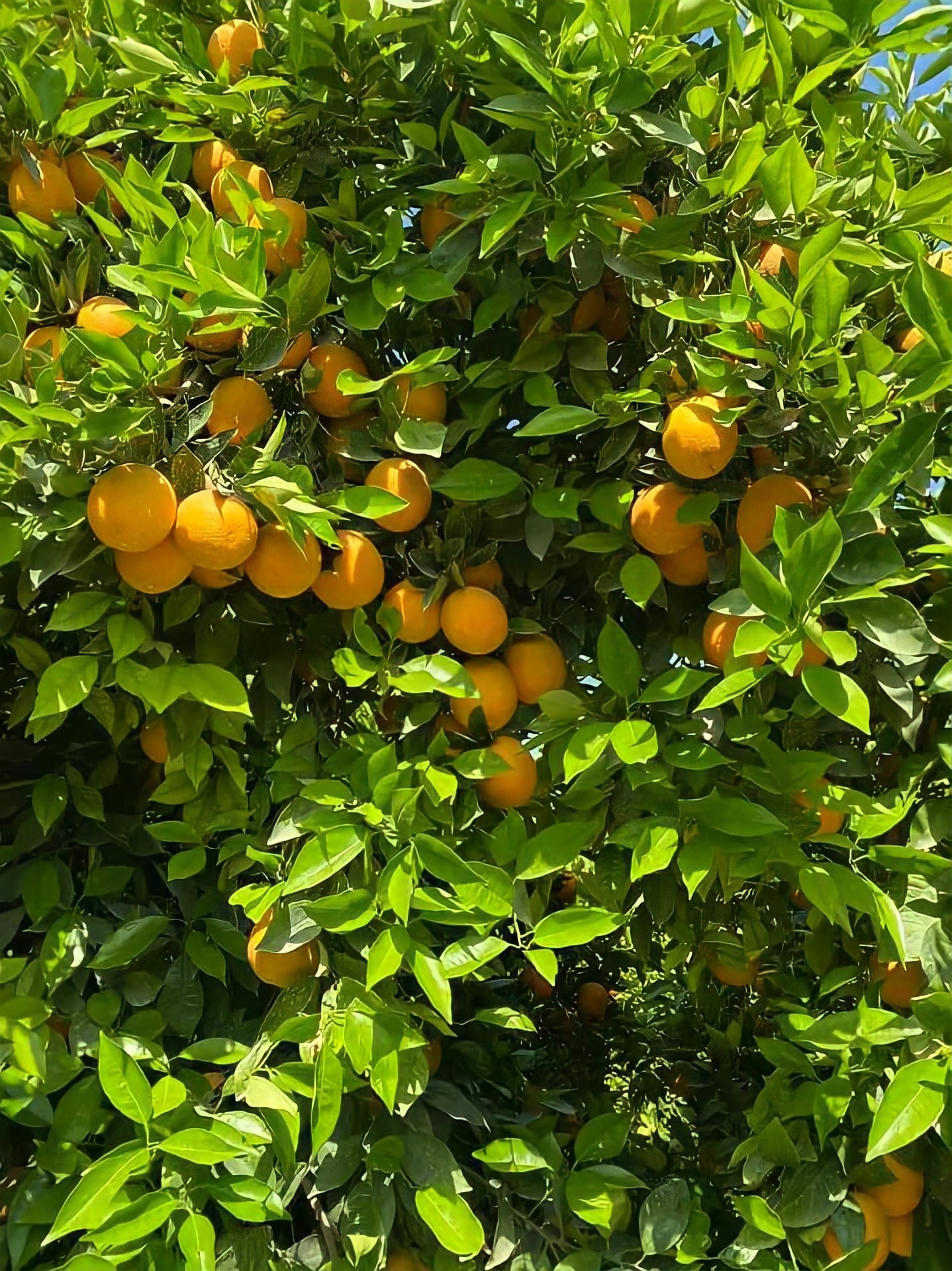 Oranges