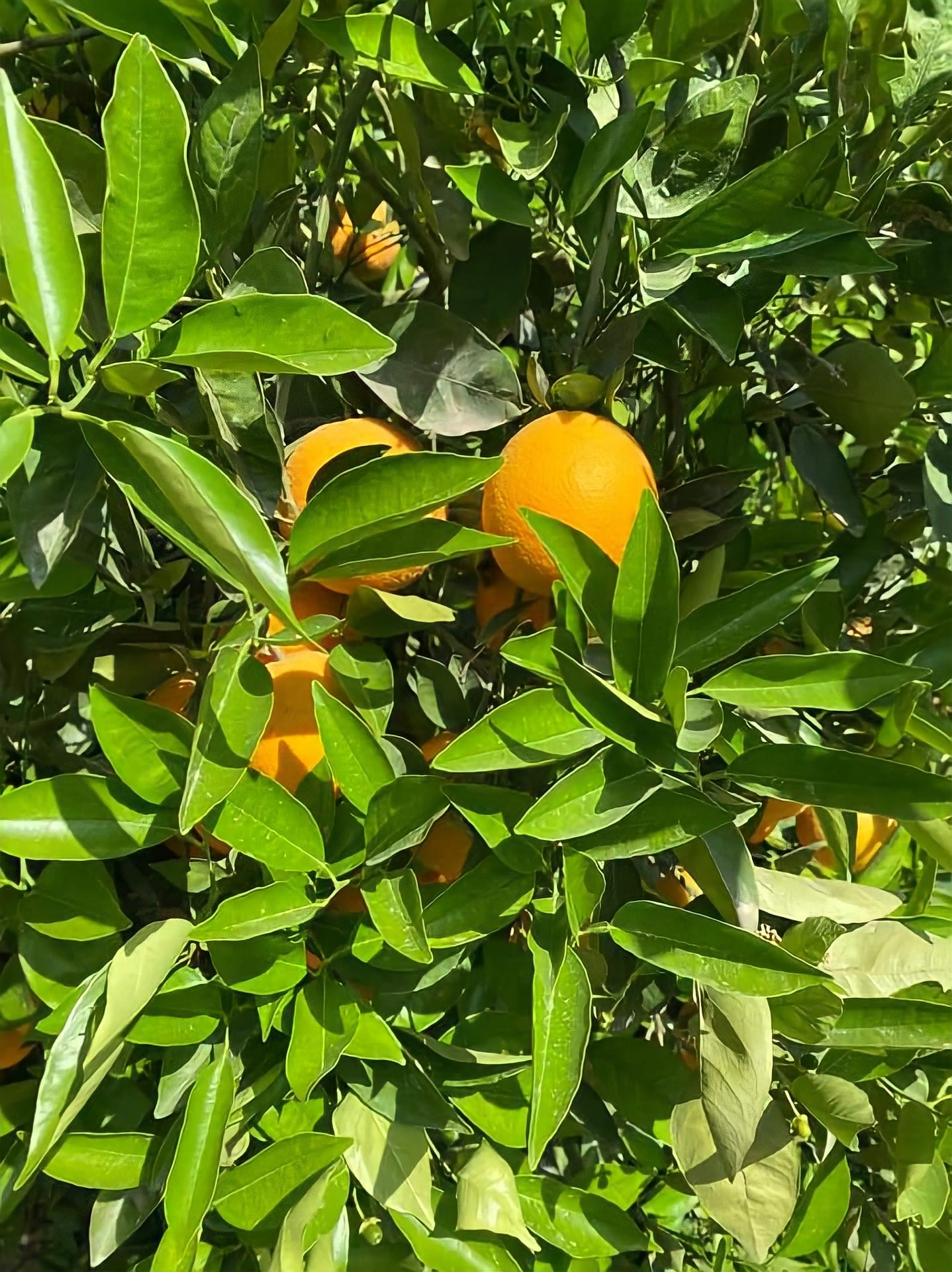 Oranges