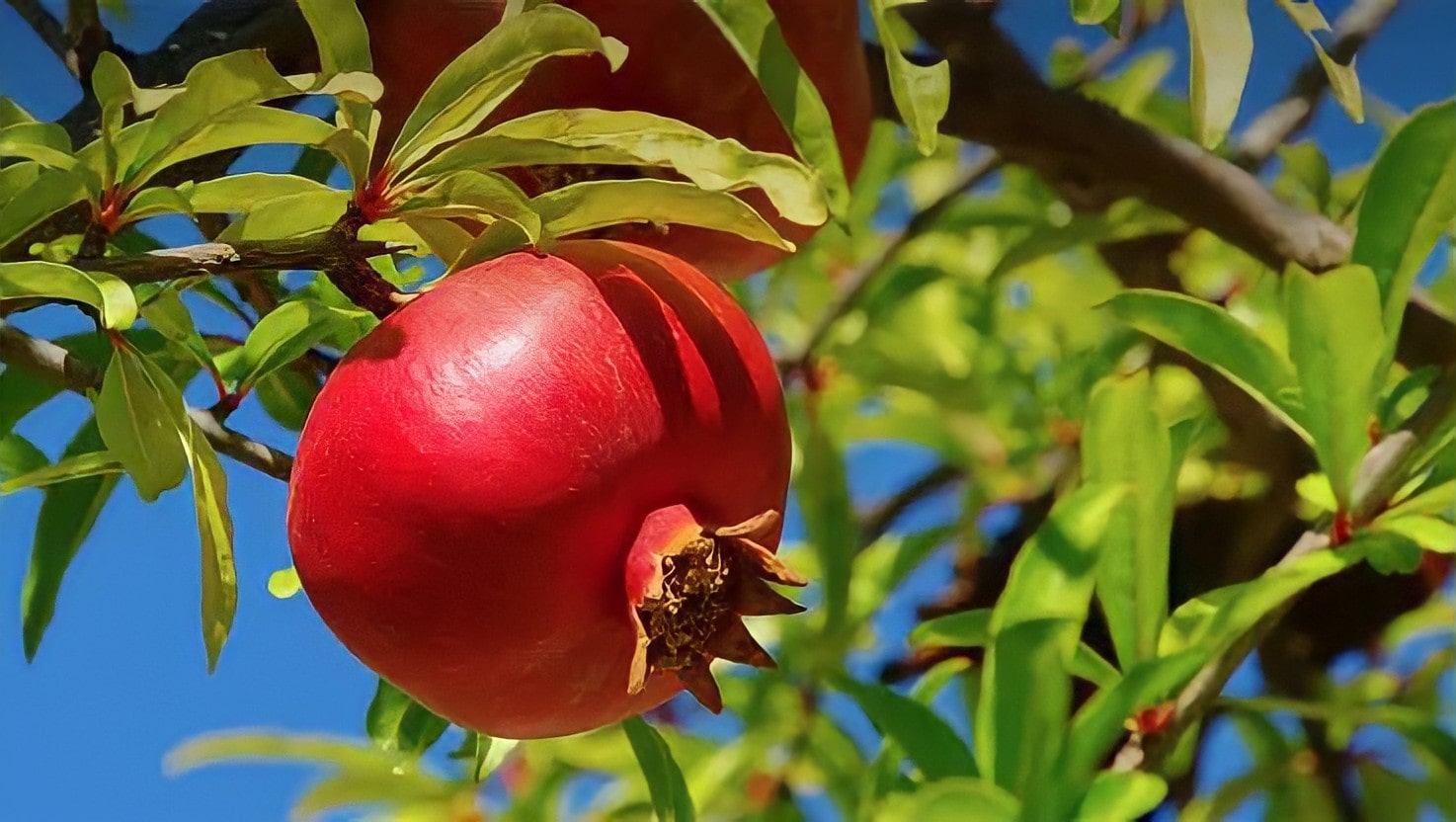 Pomegranates