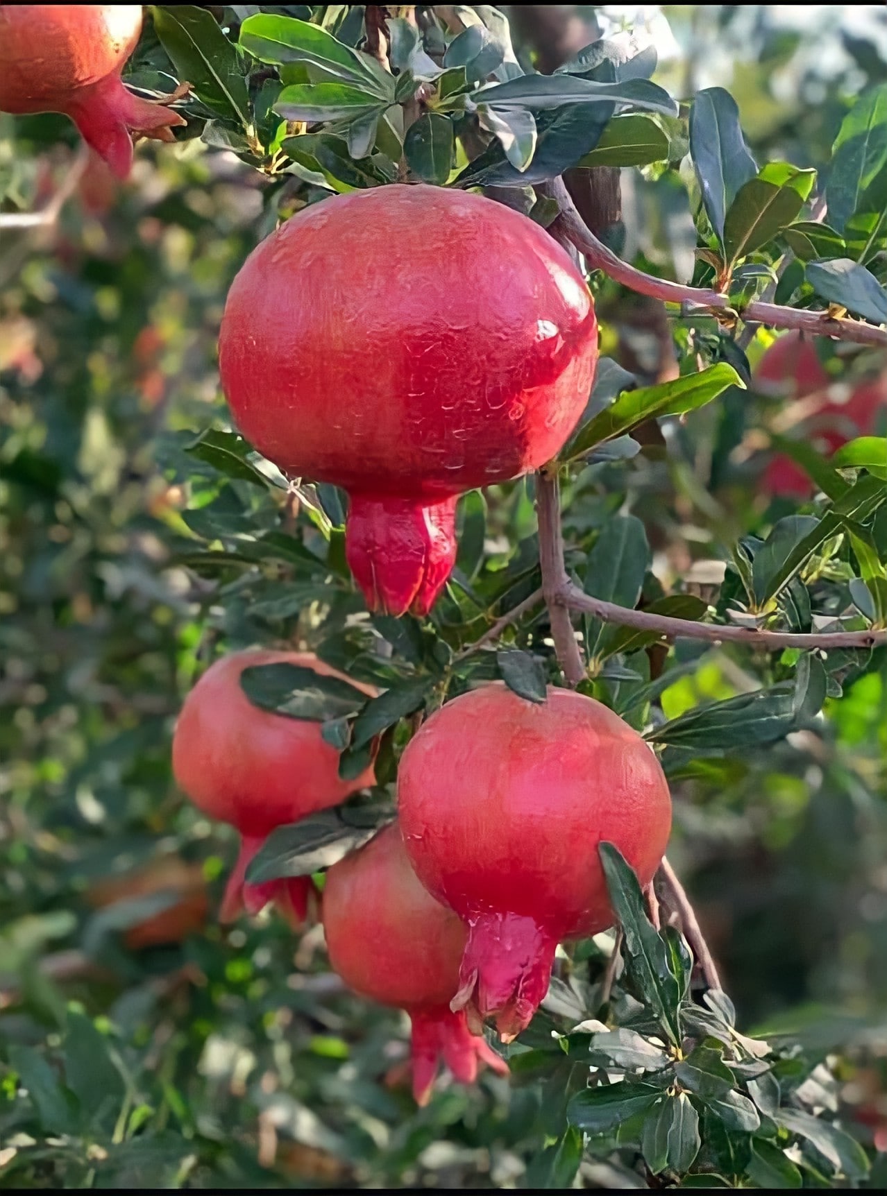 Pomegranates