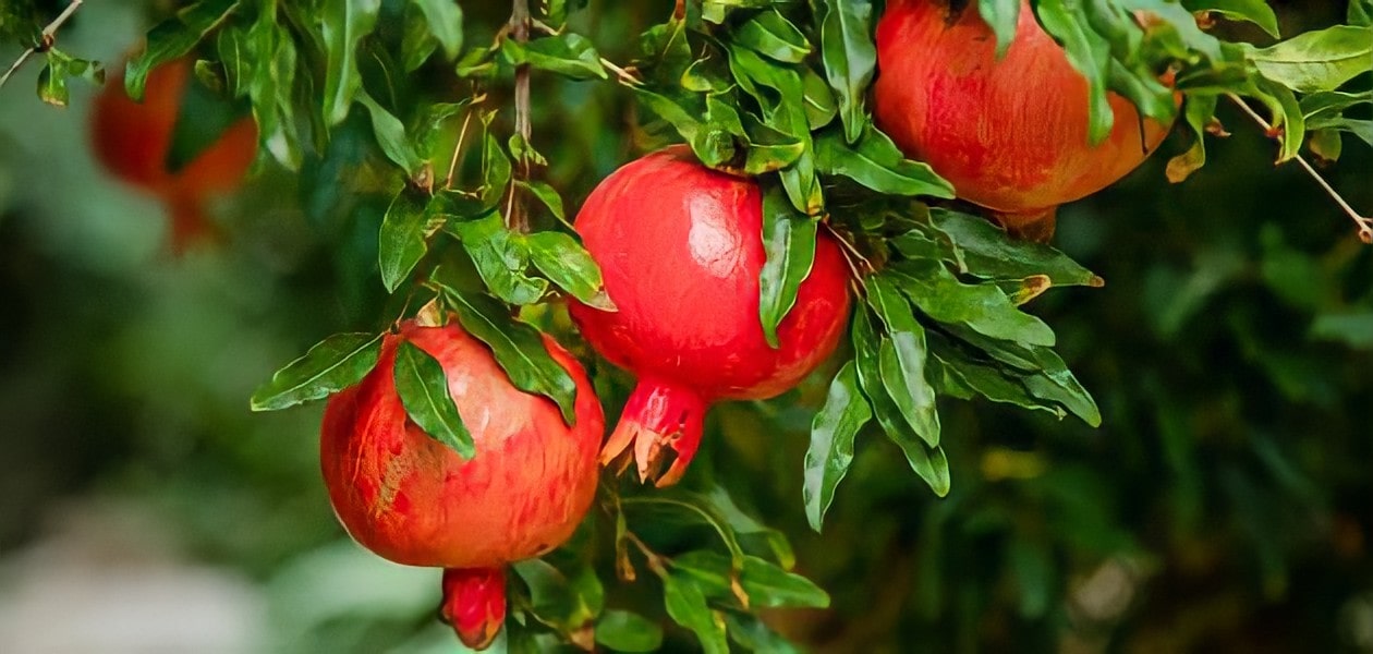 Pomegranates