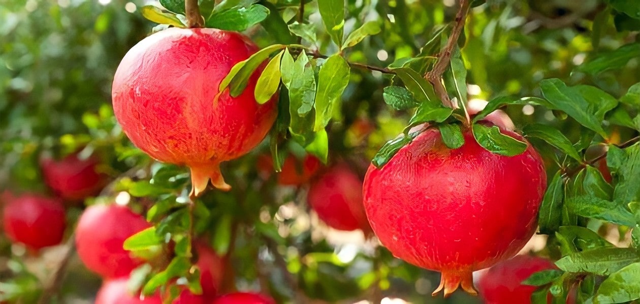 Pomegranates